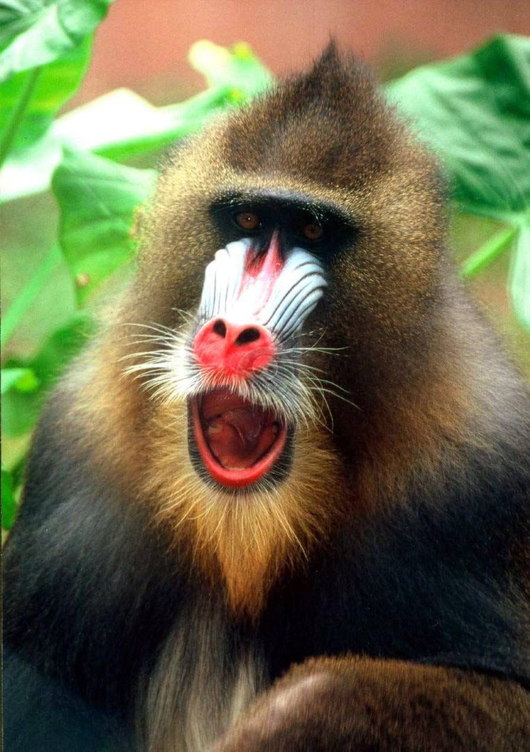 红鼻子动物有哪几种？