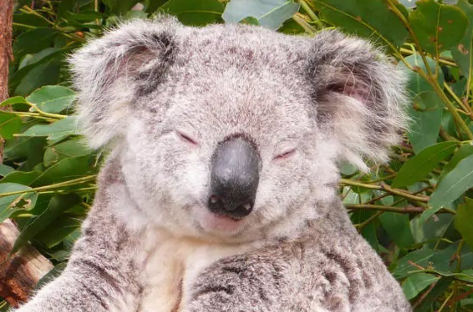 树袋熊是哪个国家的珍贵原始？