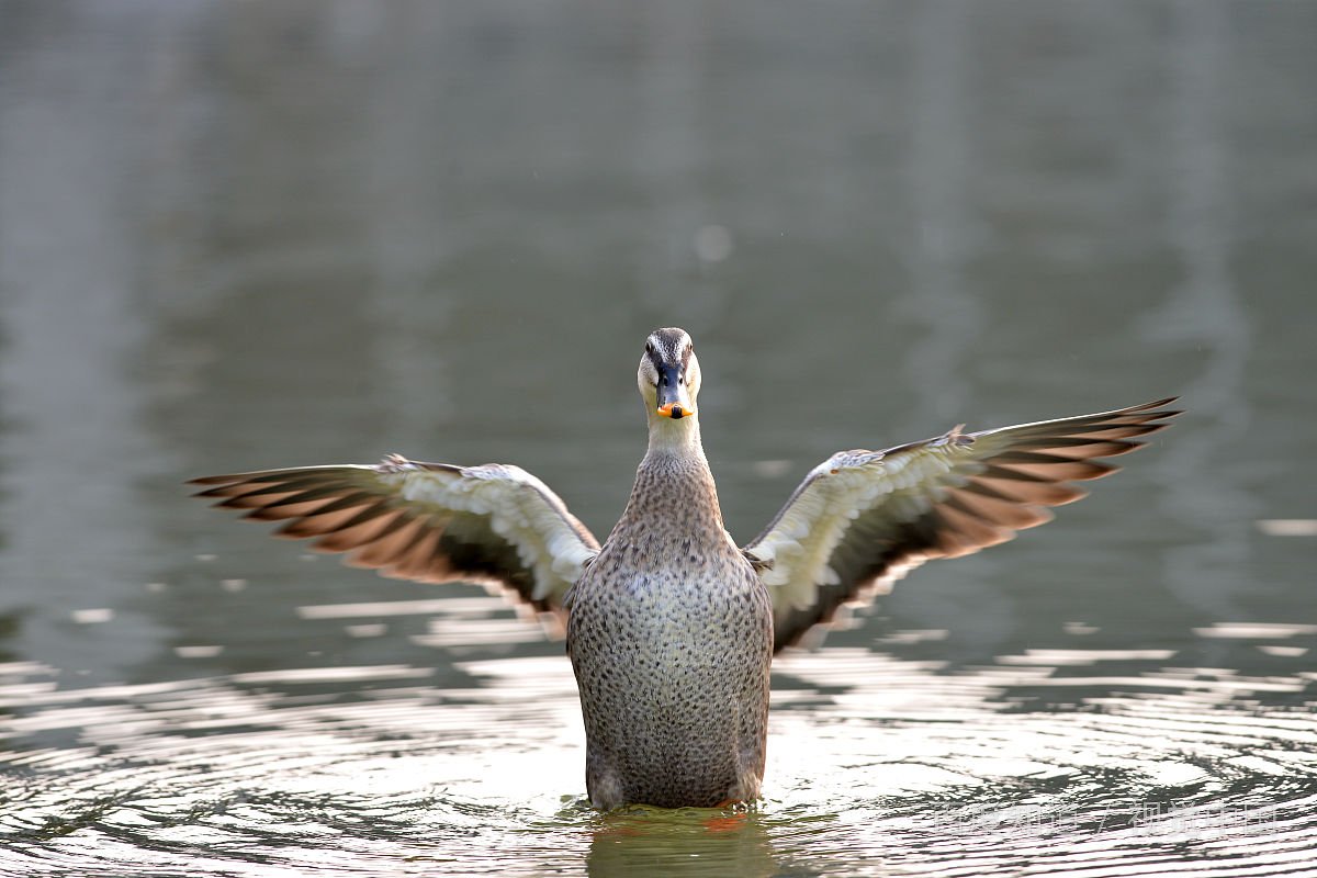 象大雁的一种大鸟落在农因里一群的叫什么鸟?很大