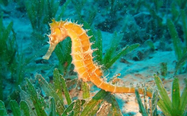 海里有什么动物