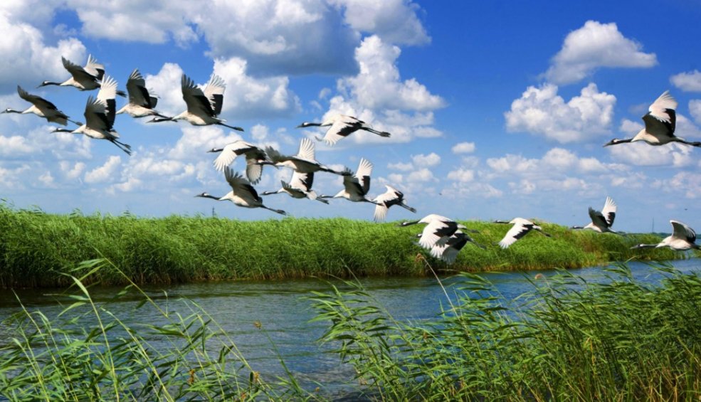 丹顶鹤的第一故乡在哪