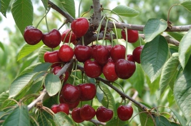 樱桃英文怎么读