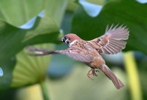 脑筋急转弯怎样使麻雀安静下来？