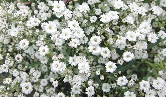 满天星的花语是什么？