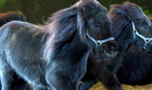 复活成功的灭绝动物有哪些?