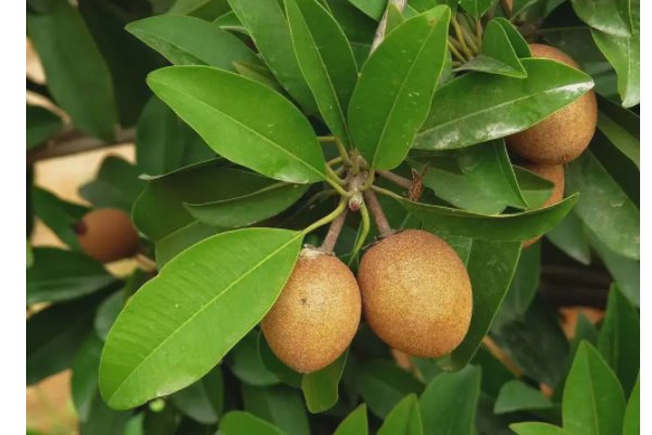 南方水果有哪些品种？