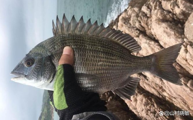 三月四月不钓鱼是怎么回事？