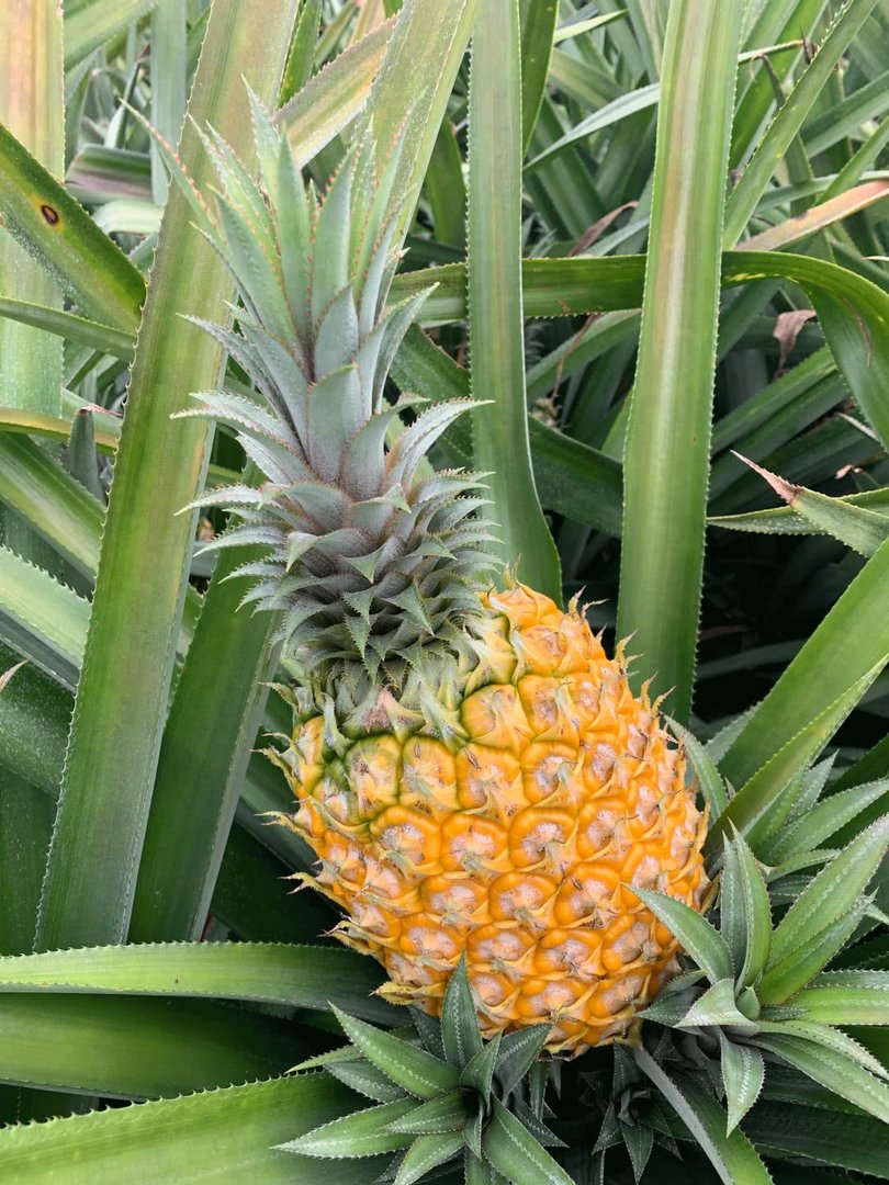 菠萝和凤梨有什么区别？