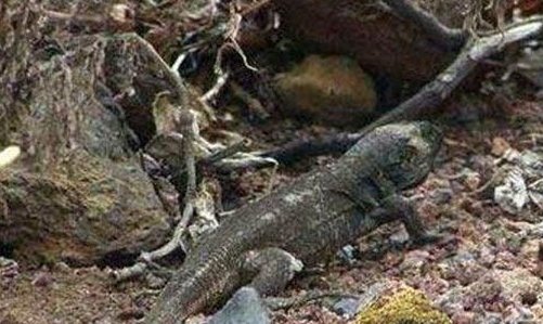 复活成功的灭绝动物有哪些?