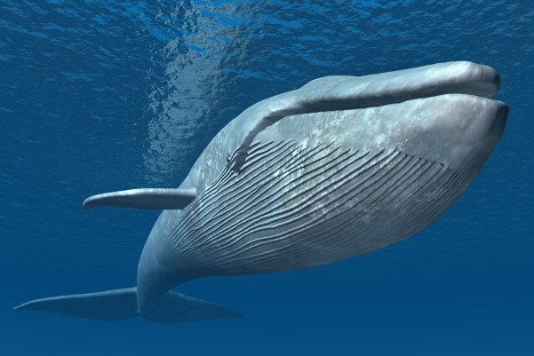 一头鲸鱼重多少吨？