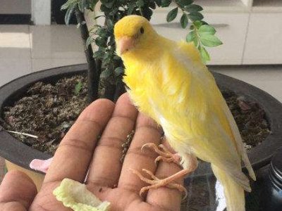 芙蓉鸟的意思是?