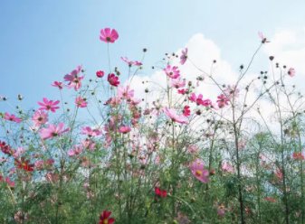 什么的鲜花什么填空词语