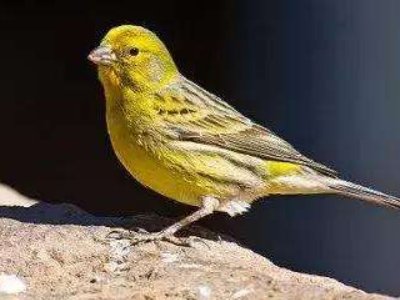 芙蓉鸟的意思是?