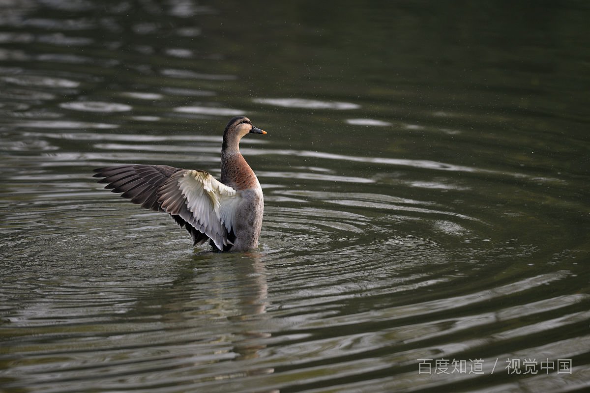象大雁的一种大鸟落在农因里一群的叫什么鸟?很大