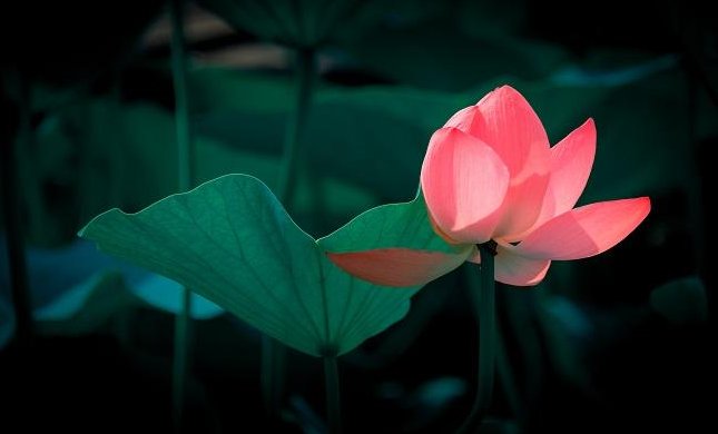 叶圣陶的主要作品有什么?