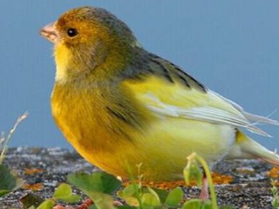 芙蓉鸟的意思是?