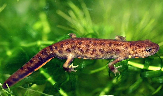 蝾螈吃什么食物？