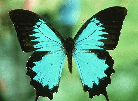 蝴蝶的资料50字以上