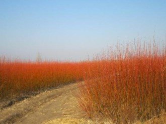 二年级植物传播种子的方法还有哪些?