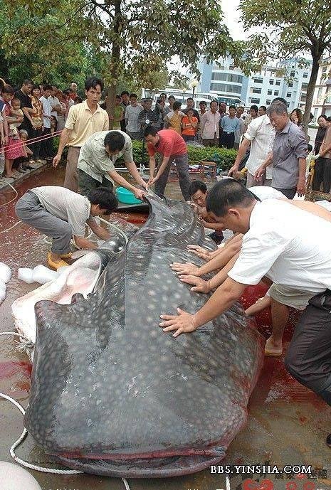 洛阳洛浦公园有水怪？？？