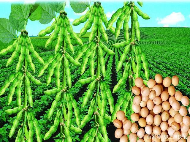 五谷杂粮指的是那五种东西