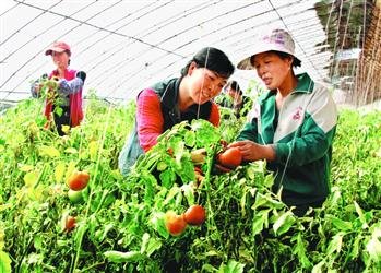 中国农村致富信息网的介绍