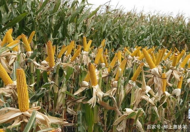 五谷杂粮指的是那五种东西