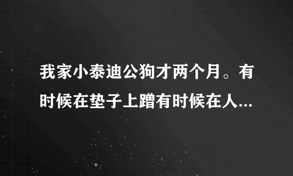 我家小泰迪公狗才两个月。有时候在垫子上蹭有时候在人衣服上蹭。是不是发情期？我担心是不是吃了什么早熟