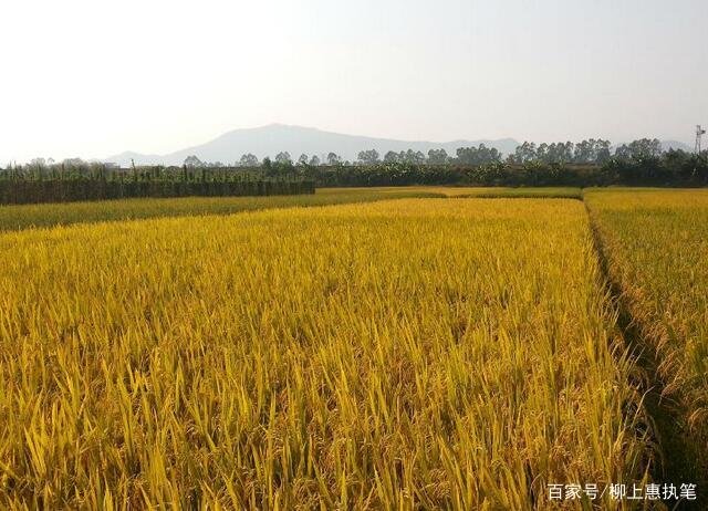五谷杂粮指的是那五种东西