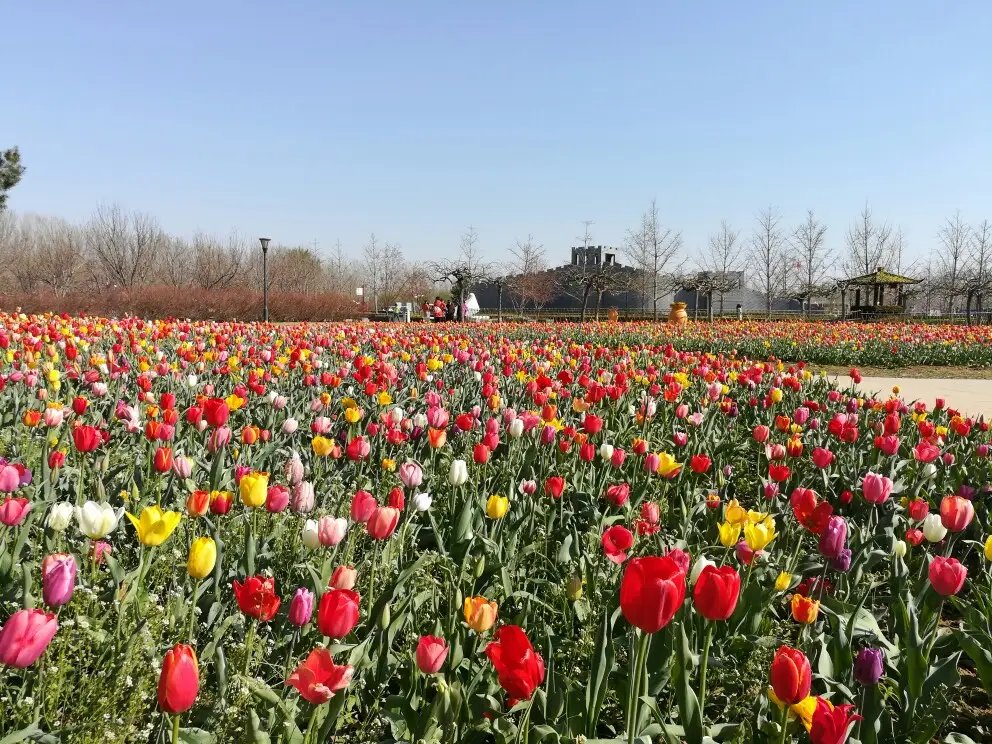 北京踏春有哪些好去处？