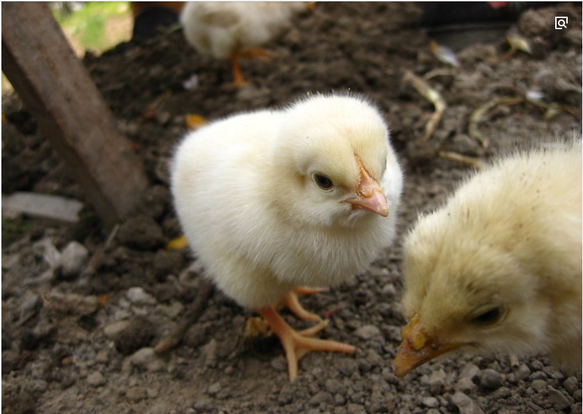 小鸡的外形、动作特点是怎样的？