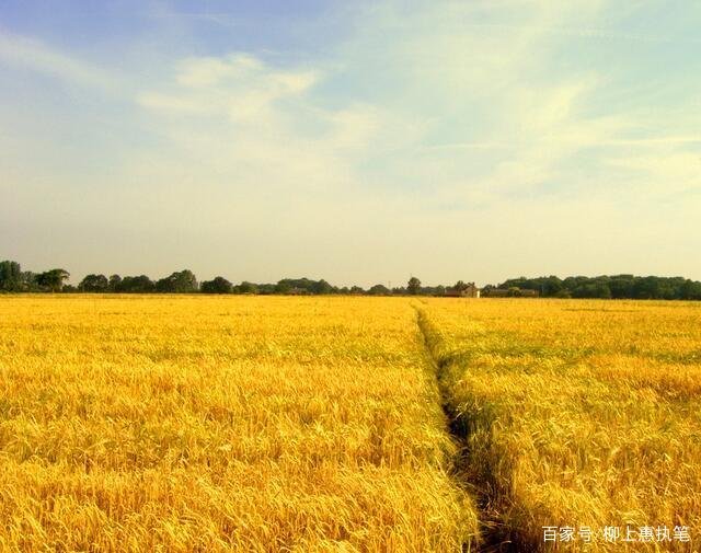 五谷杂粮指的是那五种东西