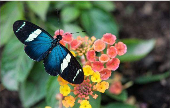 蝴所有的组词2个字的