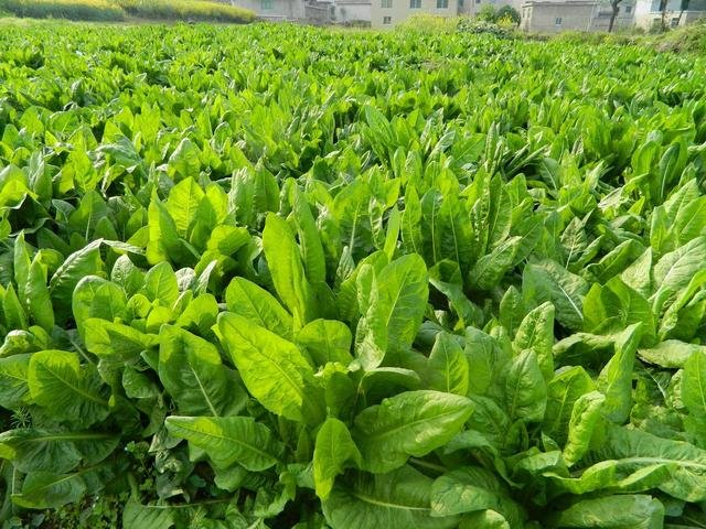 菊苣有什么作用？