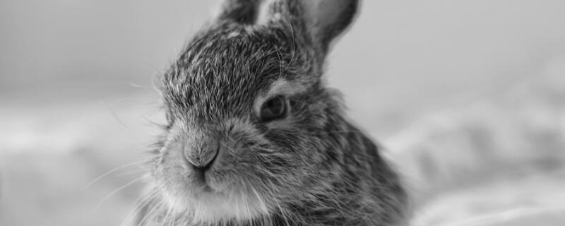 艳阳高照是什么生肖艳阳高照代表什么生肖