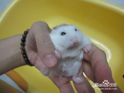 为什么仓鼠会装死