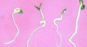 子叶、胚芽、胚根和胚轴各有什么作用？