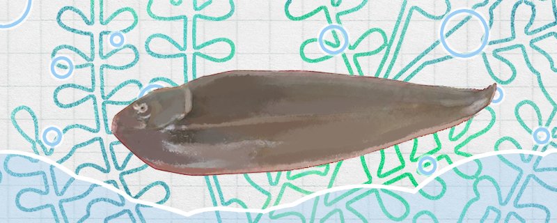 龙利鱼是鳎目鱼吗，是踏板鱼吗