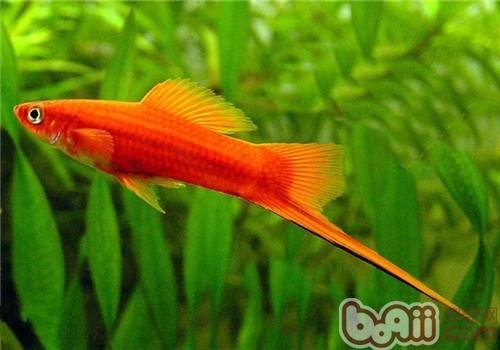 红箭鱼怎么分公母