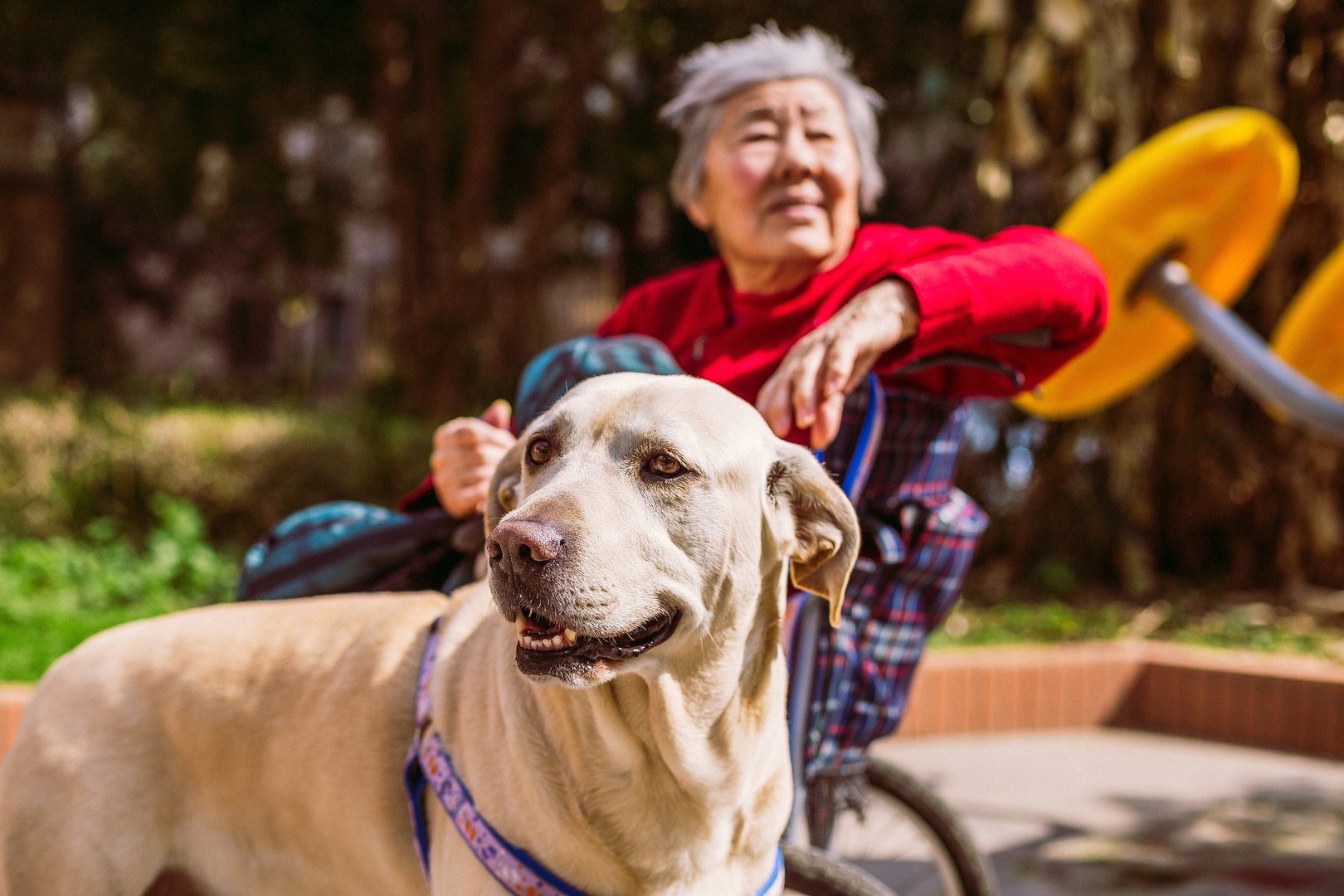 廊坊回应扑杀新冠患者养的宠物，已经叫停，当地为何会采取该措施？