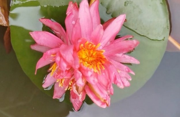 广州七蒂莲入选吉尼斯世界纪录是怎么回事？