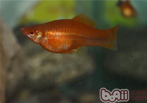 红箭鱼怎么分公母