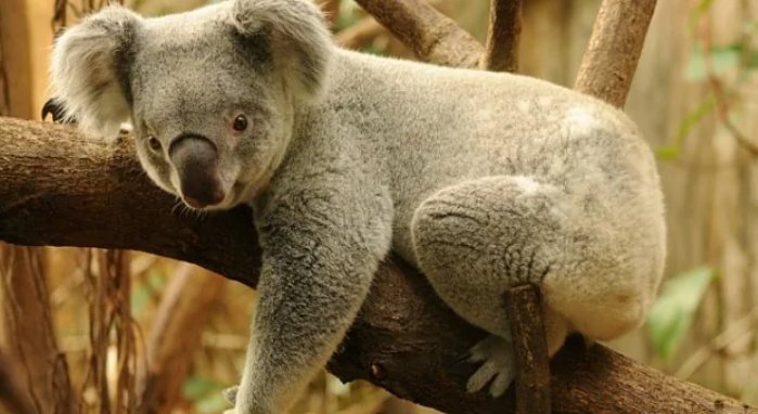 树袋熊是哪个国家的国宝动物？