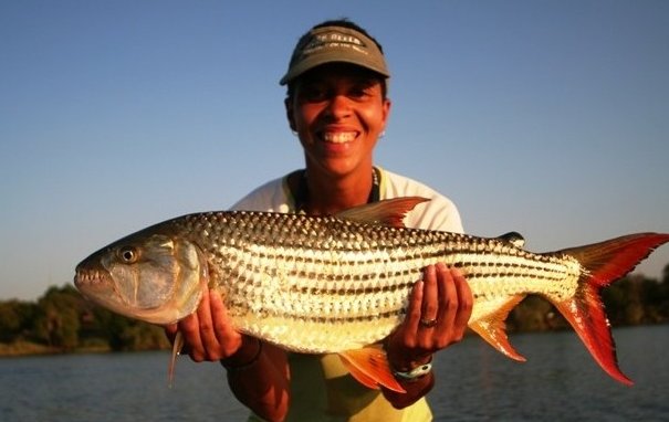 非洲虎鱼的特征 习性