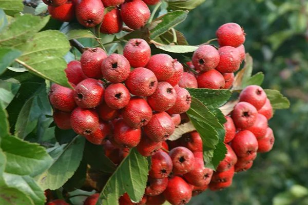 承德特产有哪些土特产？