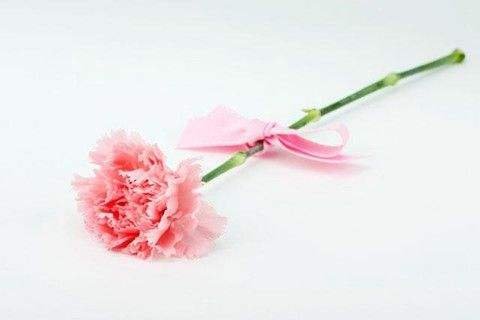 各种花的花语是什么？