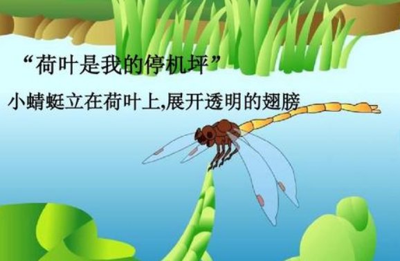 荷叶是我的什么？补充句子