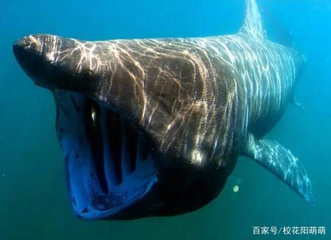 姥鲨到底吃不吃人？它为何经常跃出水面？