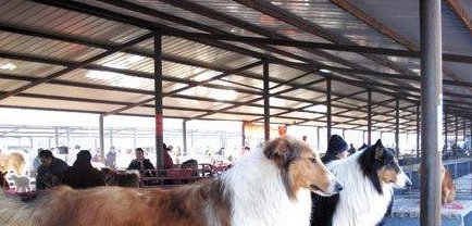 成都最大的宠物市场是哪个？地址在哪？