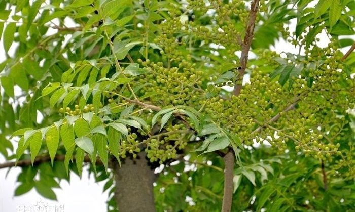 黄连木有什么价值和用途？